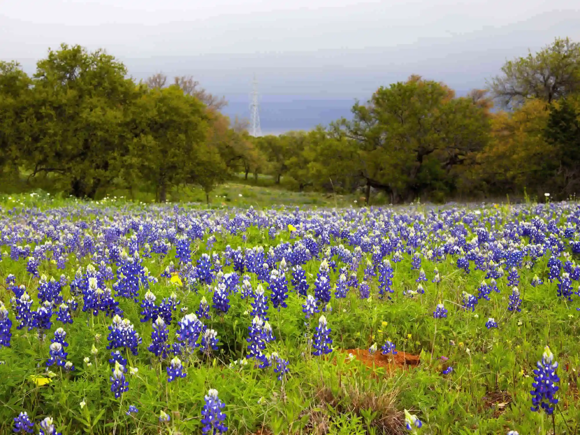 Ultimate Texas Hill Country SelfGuided Driving Tour LBJ Ranch Fredericksburg Enchanted Rock  Willow City Loop image