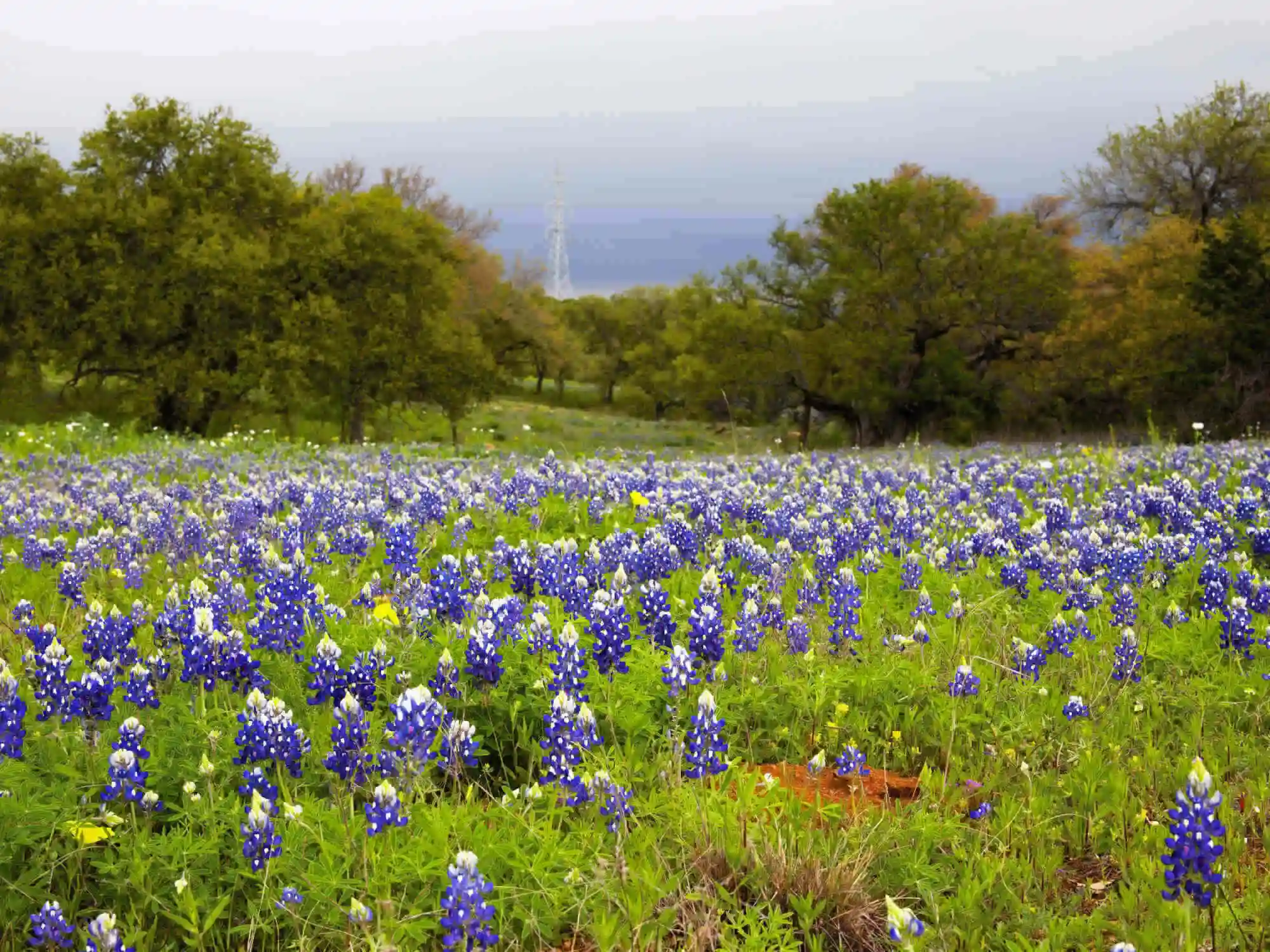 Ultimativer Roadtrip durch das Texas Hill Country LBJ Ranch Fredericksburg Enchanted Rock  Willow City Loop German image